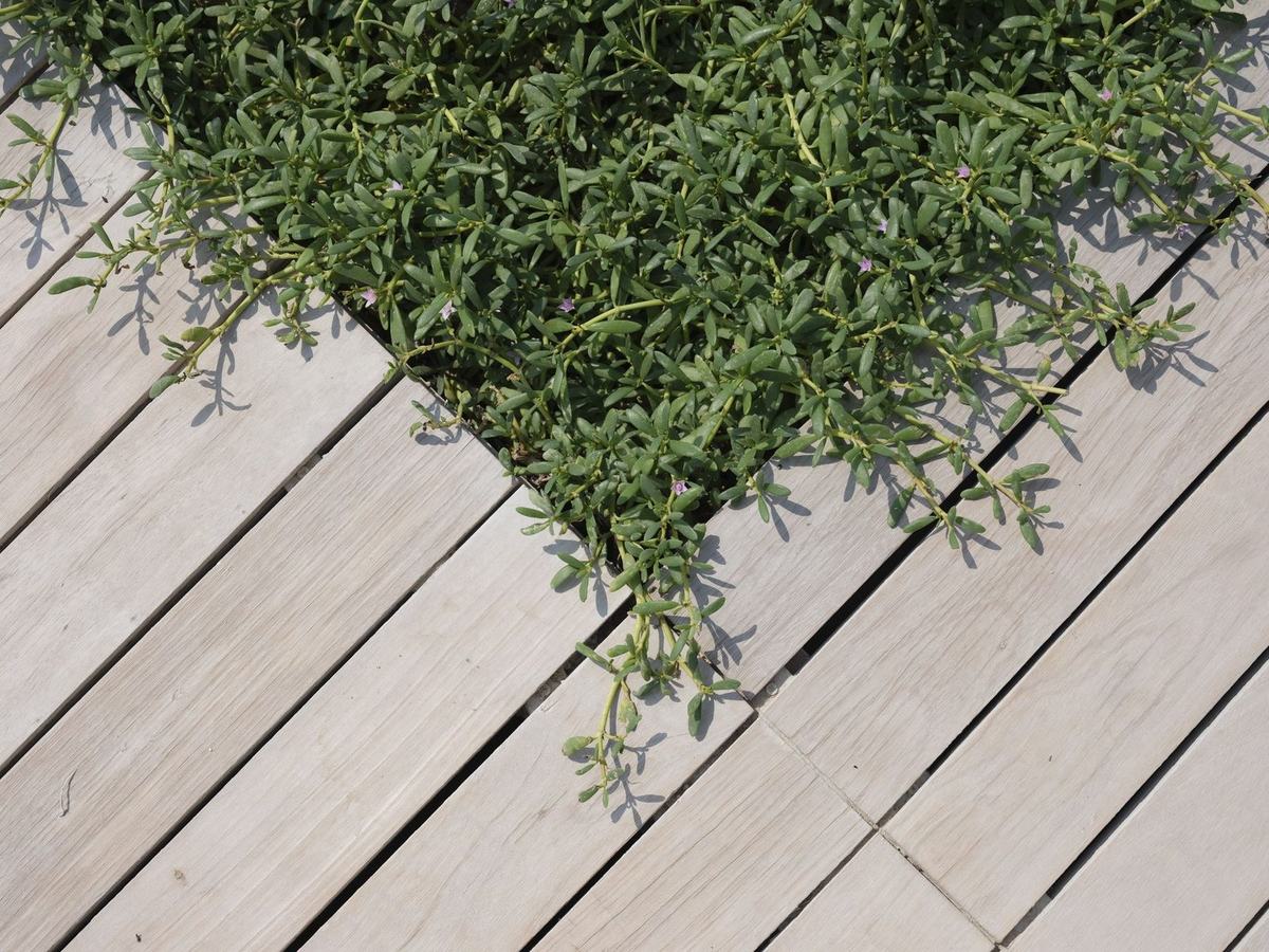Low-maintenance composite decking boards